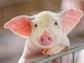 未来五年中国生猪养殖趋势分析与预测